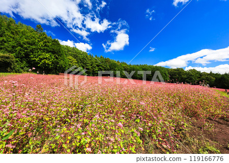 Forest and red buckwheat field 119166776