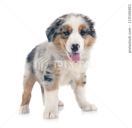 puppy australian shepherd in studio puppy australian shepherd in studio 119166861