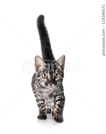 bengal kitten in studio bengal kitten in studio 119166871