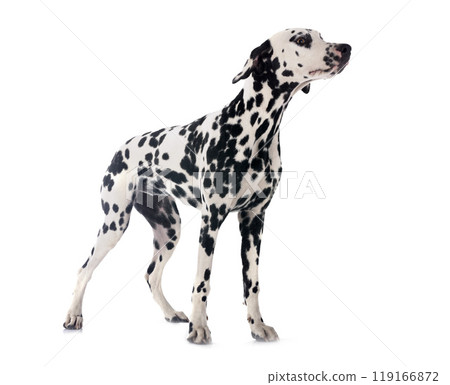 puppy dalmatian in studio 119166872