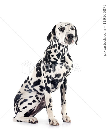 puppy dalmatian in studio puppy dalmatian in studio 119166873