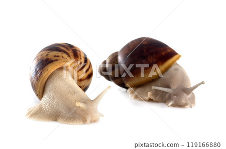 giant african snail 119166880