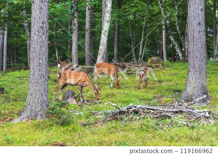 A scene of a family of deer eating grass in a villa area [Wildlife/Animals] 119166962