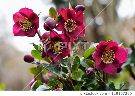 The charm of red Christmas roses 119167290