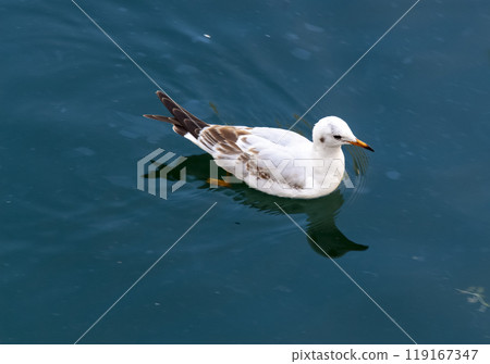 The seagull is swimming 119167347