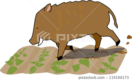 Wild boar that devours crops 119168173