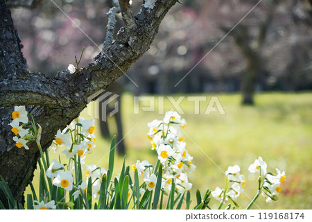 The harmony of daffodils and plum blossoms 119168174