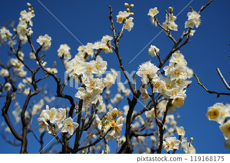 The pure radiance of white plum blossoms 119168175