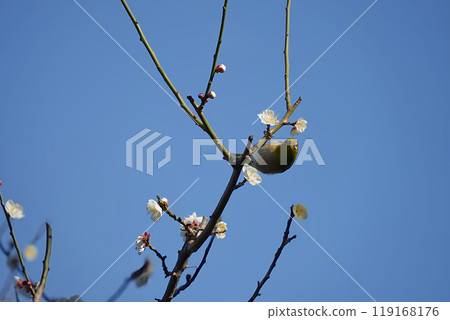一隻繡眼鳥依偎在梅花中 119168176
