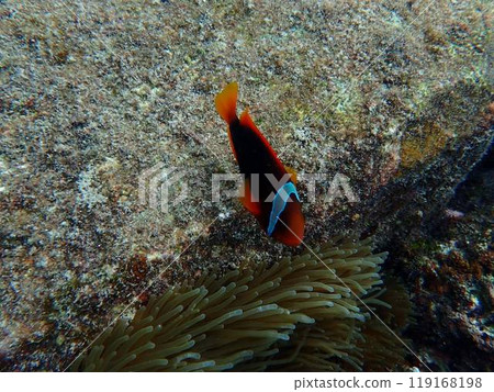 魚兒在宮古島的海裡快樂地遊來游去 魚兒在宮古島的海裡快樂地遊來游去 119168198