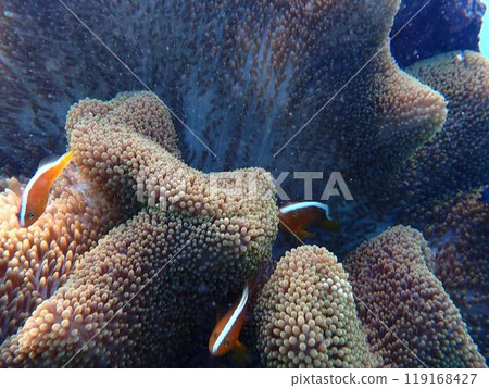 和熱帶魚一起玩耍 和熱帶魚一起玩耍 119168427