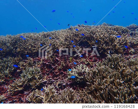 和熱帶魚一起玩耍 和熱帶魚一起玩耍 119168428