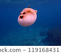 和熱帶魚一起玩耍 119168431