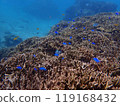 和熱帶魚一起玩耍 119168432