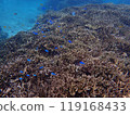 和熱帶魚一起玩耍 119168433