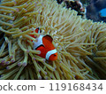 和熱帶魚一起玩耍 119168434