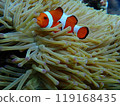 和熱帶魚一起玩耍 119168435