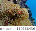 和熱帶魚一起玩耍 119168436