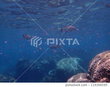 罕見的水下照片 119168585