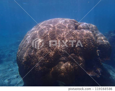 罕見的水下照片 119168586