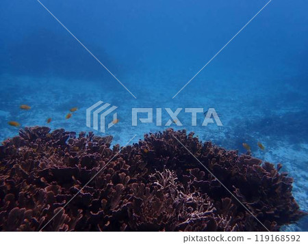 Rare underwater photos Rare underwater photos 119168592