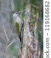 Grey-headed woodpecker 119168682