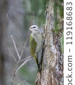 Grey-headed woodpecker 119168683
