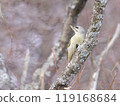 Grey-headed woodpecker 119168684