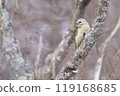 Grey-headed woodpecker 119168685