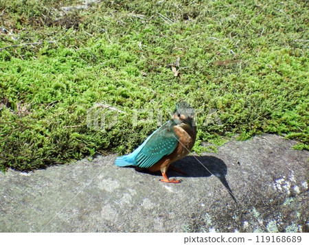 圓覺寺的翠鳥 119168689