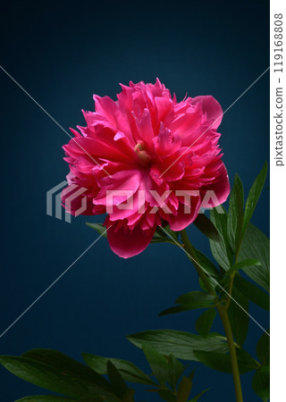 Peony root 119168808
