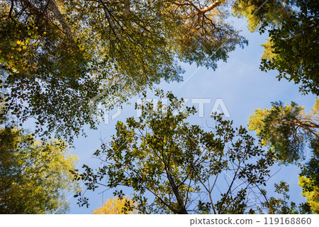 crowns of birch and pine trees, branches with green leaves on blue sky view from below 119168860