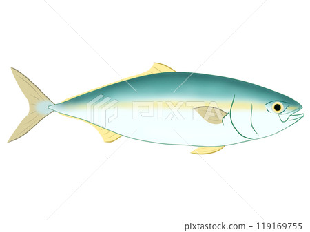 Yellowtail Yellowtail 119169755