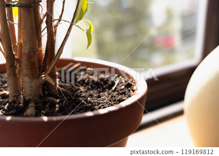 Sunlight illuminating a potted plant on a windowsill, showcasing its vibrant foliage during a bright afternoon Sunlight illuminating a potted plant on a windowsill, showcasing its vibrant foliage during a bright afternoon 119169812