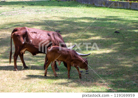 A brown cow with a large horn is eating grass. A brown cow with a large horn is eating grass. 119169959