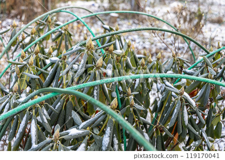 Winter Protection for Garden, winter shelter for garden plants, shelter rhododendrons Winter Protection for Garden, winter shelter for garden plants, shelter rhododendrons 119170041