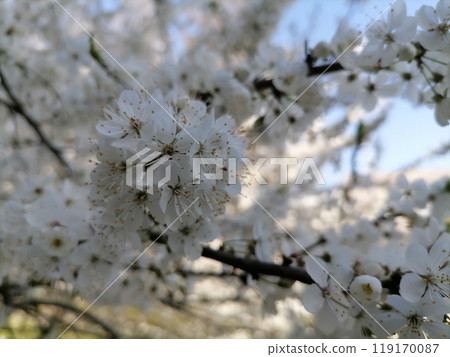 Cherry Blossom or apricot in a morning Sunlight 119170087