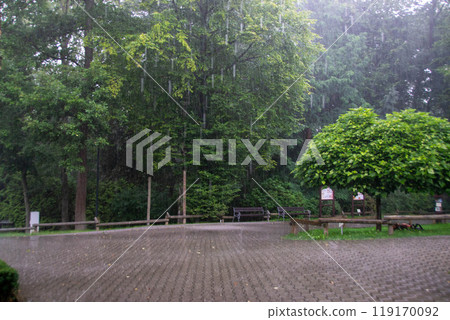 Rainy walk through Prospect Park on pathway with benches and trees 119170092