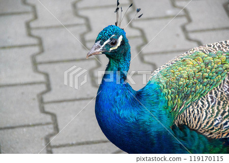 Close up peacock,Thailand 119170115