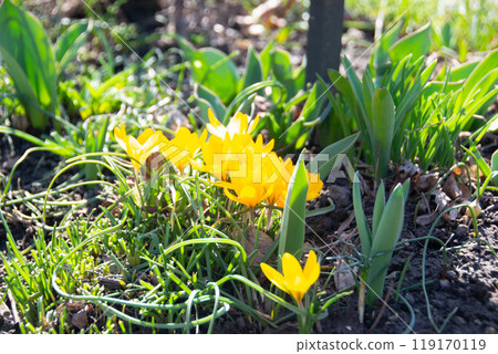 Yellow blooming crocuses flowers, spring flowers growing in garden Yellow blooming crocuses flowers, spring flowers growing in garden 119170119