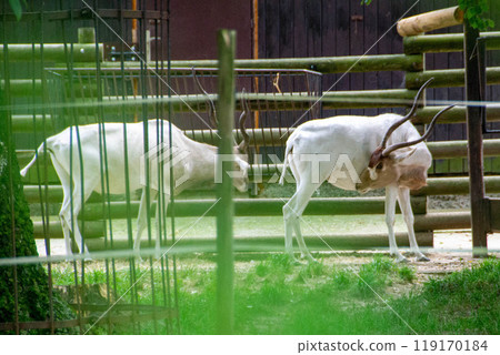 Portrait of Addax also known as the white antelope and the screw horn antelope Portrait of Addax also known as the white antelope and the screw horn antelope 119170184