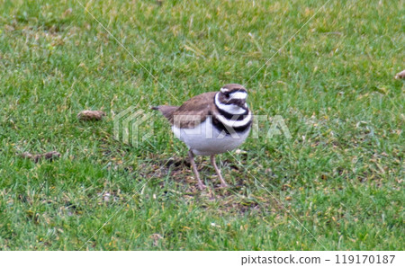 Beautiful killdeer bird in the forest Beautiful killdeer bird in the forest 119170187