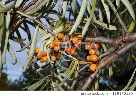 Sea Buckthorn berries on a branch 119170189