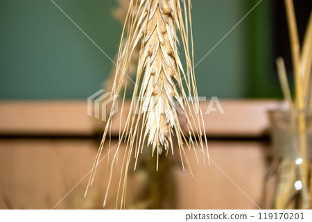 golden color rye field with crop ear and grain seeds in macro view 119170201