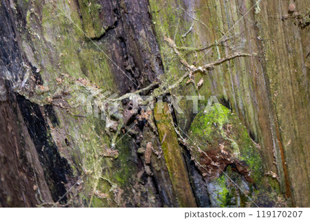 A tree trunk with green moss on it A tree trunk with green moss on it 119170207