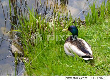 Image of an animal a wild drake and a duck sail on a pond 119170212