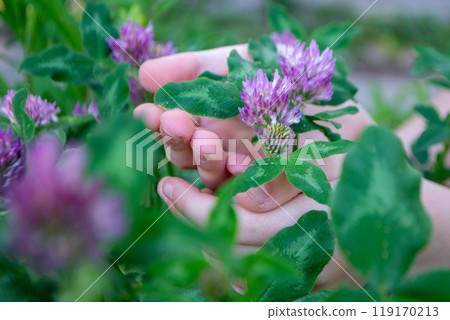 Beautiful flower on clover in nature 119170213