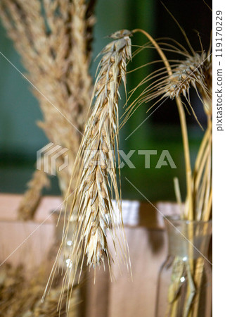 golden color rye field with crop ear and grain seeds in macro view 119170229