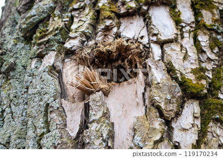 A close up of a tree trunk with a piece of wood that has the word wood on it. 119170234