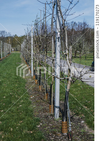 Orchard with Young Trees and Educational Signs. Nature, agricultural display, tree cultivation, horticulture, learning environment, plant growth, garden education concept 119170273